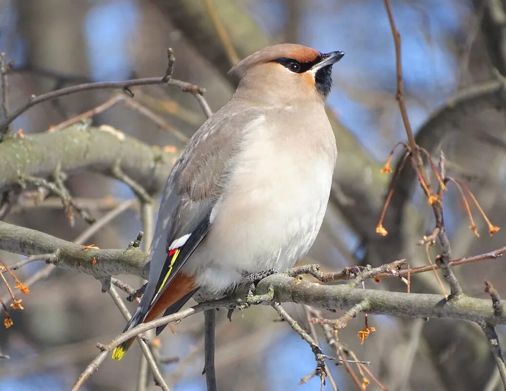 птица свиристель сибирский. свиристели в питере. птица с хохолком. свиристель без хохолка птица. птичка с хохолком на голове в ленинградской области.