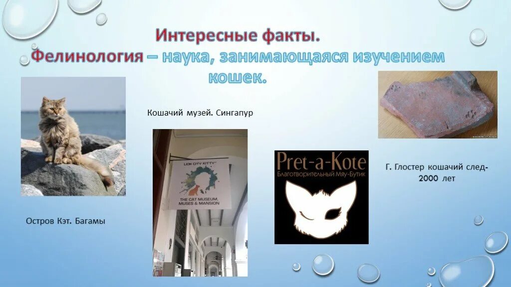 Наука о котах. Фелинология это наука. Фелинология это наука. Фелинология. Фелинология это наука.