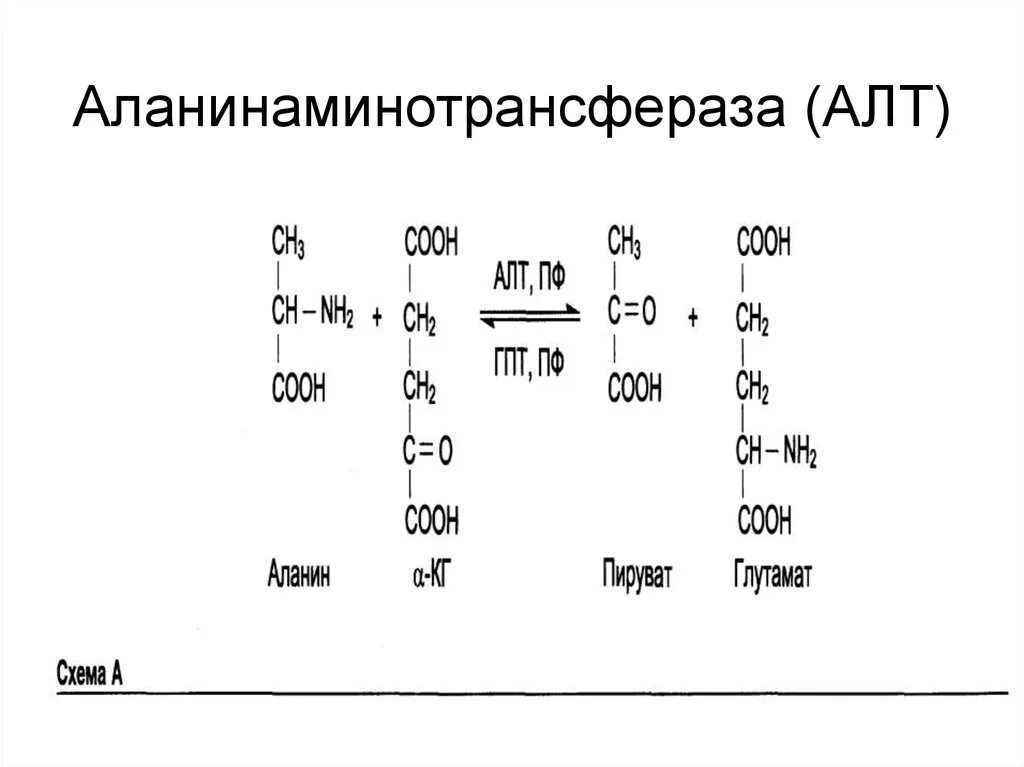 Аланин трансаминаза