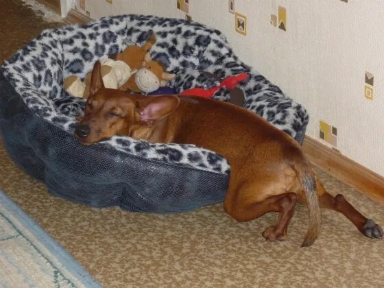 Цвергпинчер течка. Цвергпинчер 50 см. размер лежанки для цвергпинчера. цвергпинчеры спят.