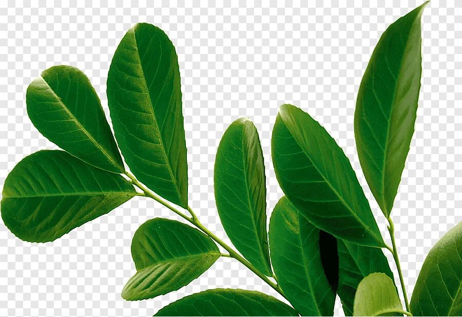 Real leaf