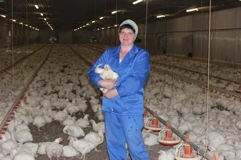 Птицефабрика авдон