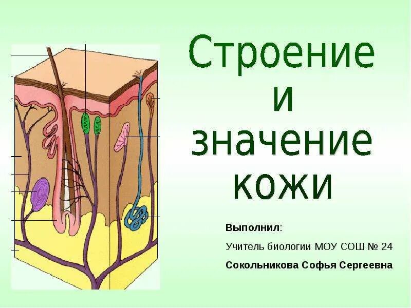 Урок кожа 8 класс биология. Строение и значение кожи. Строение кожи слайд. Строение и функции кожи. Строение кожи человека 8 класс.