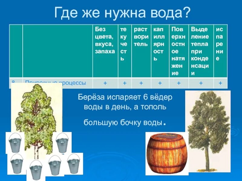 Береза испаряет. Количество испаряемой воды берёзой. Бочку воды испаряет. Сколько воды испаряют деревья. Сколько воды в деревьях