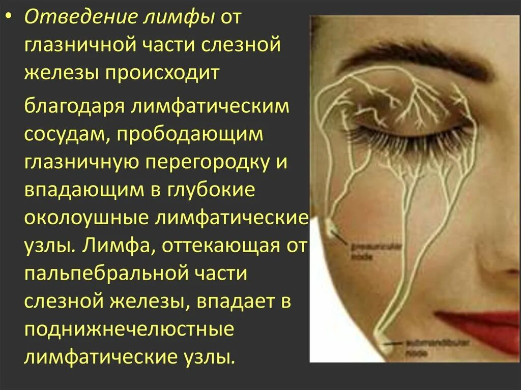 Лимфатическая система глаза. Лимфатические сосуды лица схема. Лимфатические сосуды глаза. Лимфатическая система глаза человека. Запах железа носу железы