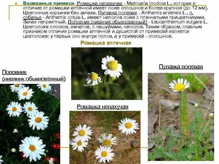 Ромашка непахучая (Matricaria inodora). Пупавка собачья и Ромашка аптечная отличи. Пупавка Полевая отличие от ромашки. Ромашка не вяник отличия.