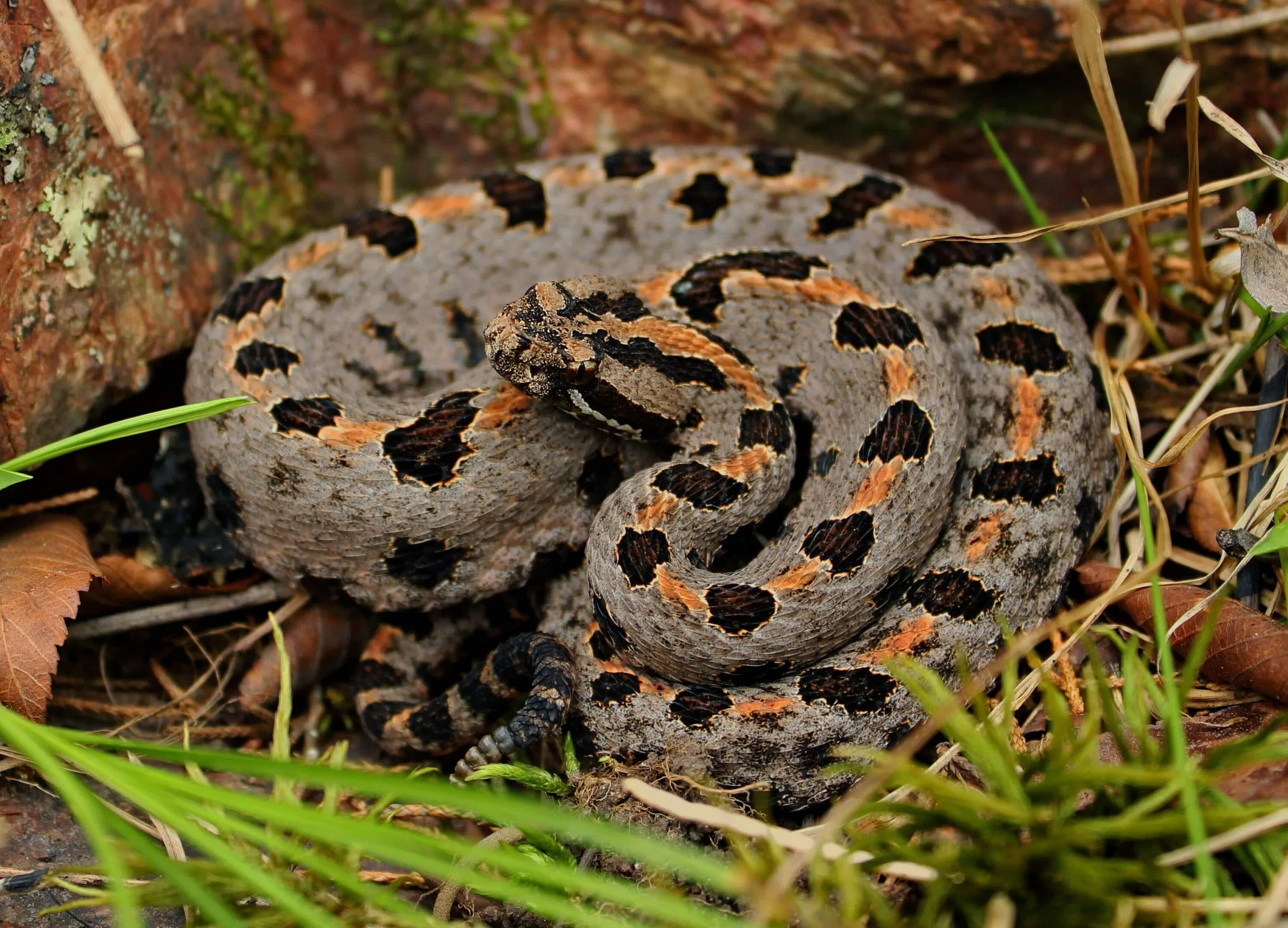 Sistrurus miliarius. Болотная гадюка Индии. Змея гадюка Болотная. Гадюка Болотная гадюка. Гадюки в природе