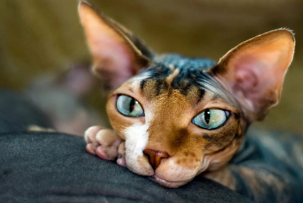 Красивый сфинкс кошка