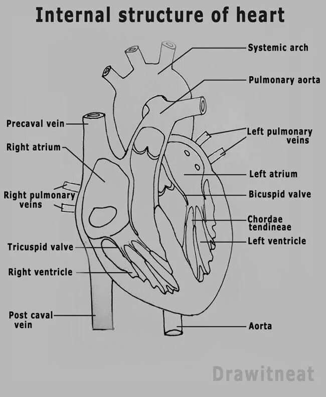 Internal structure. Internal structure of the Heart. Heart structure. Human Heart structure. Сердце человека рисунок биология.