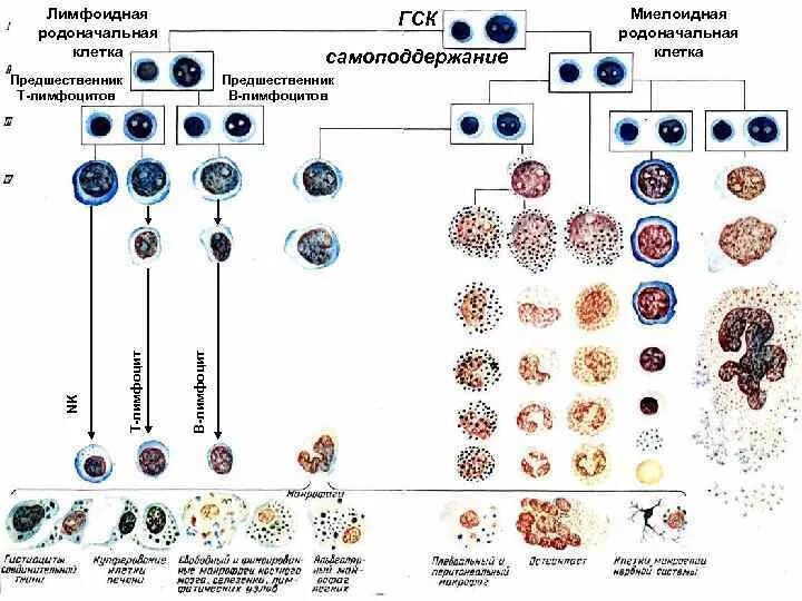 Схема дифференцировки т и в лимфоцитов. Предшественники т лимфоцитов. Дифференцировка t лимфоцитов. Этапы дифференцировки в лимфоцитов. Т и б клетки