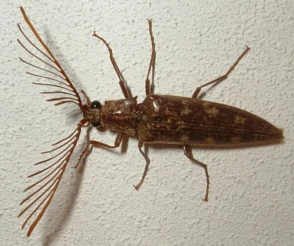Bug ever