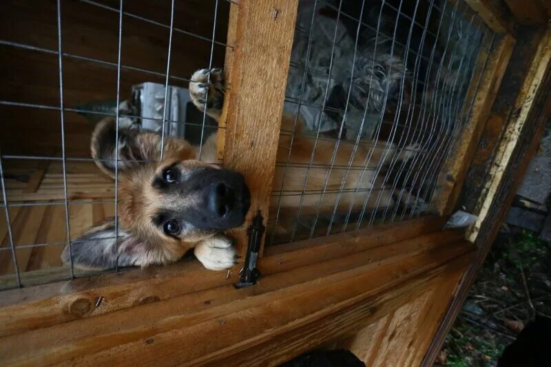 Бездомные животные в приюте. Приют для собак мини ищут дом. Приют для собак гав малые вяземы. Уссурийские приюты для собак. Приют для собак мини ищут дом.