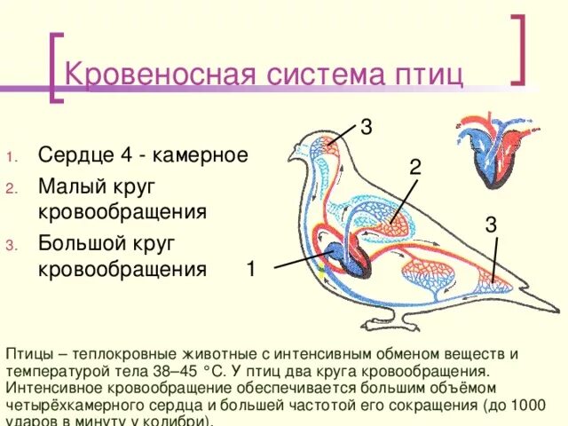 Схема кровеносной системы птицы биология 7 класс. Кровеносная система птиц схема. Кровеносная система птиц схема сердце. Схема малого круга кровообращения у птиц. Процесс кровообращения птиц