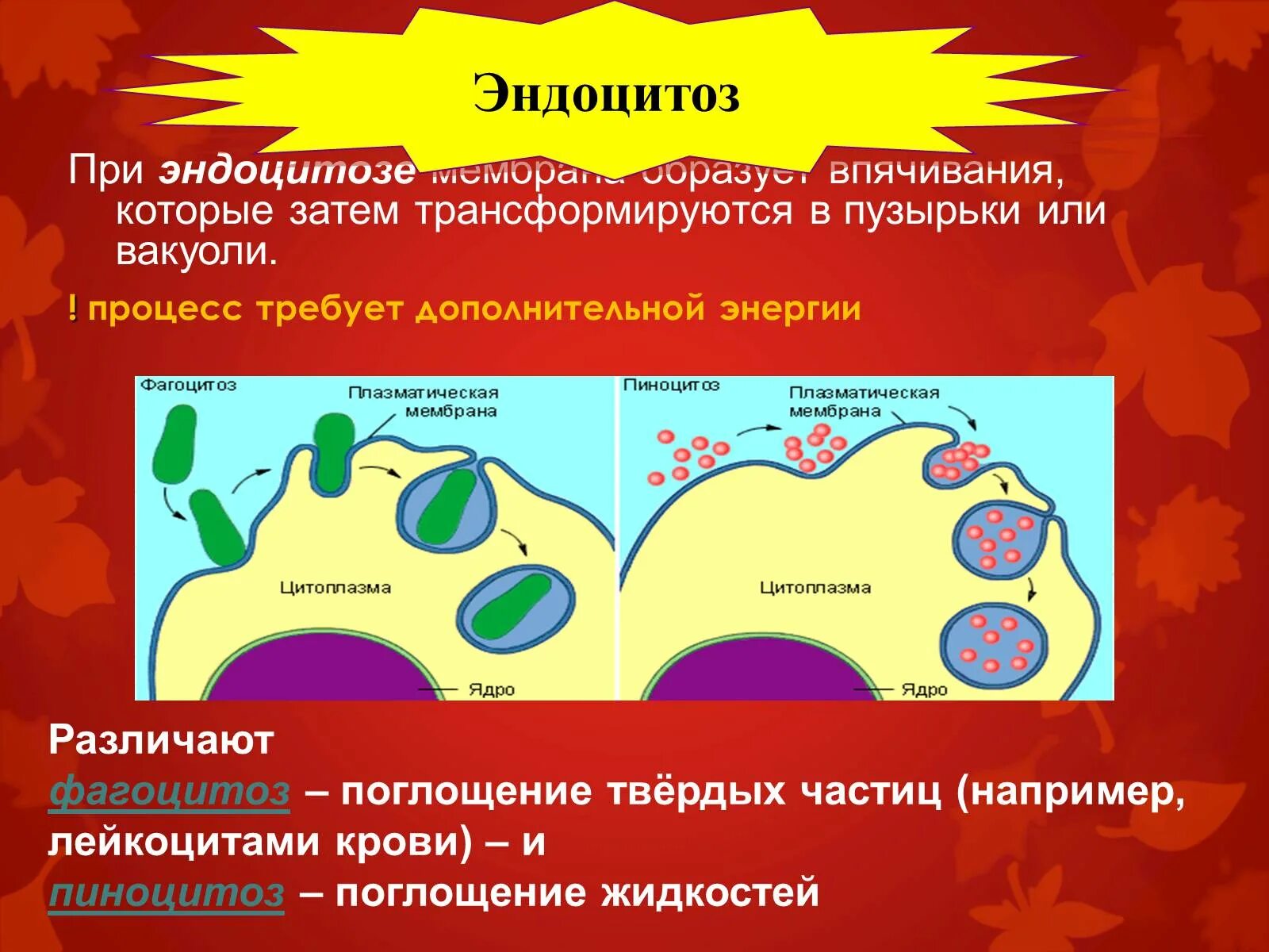 Характерна пульсация образование путем эндоцитоза. Пиноцитоз функции. Пиноцитоз пузырек функции. Строение пиноцитоза. Строение и функции оболочки клетки фагоцитоз пиноцитоз.