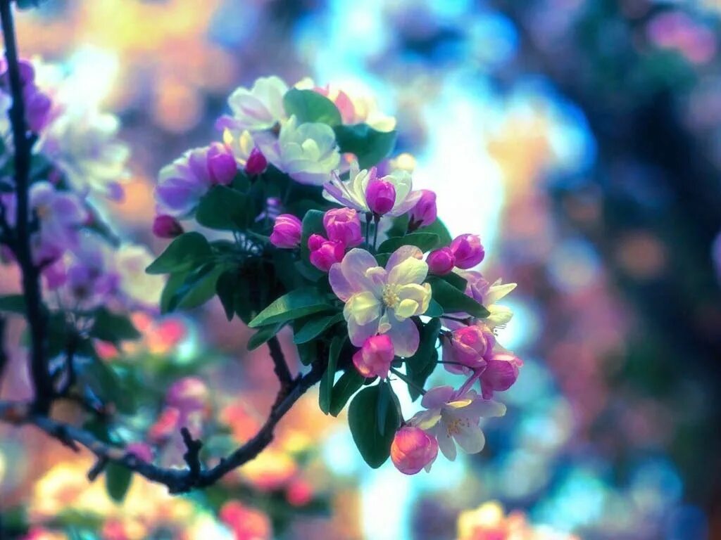 Яркие весенние цветы. Очень красивые весенние цветы. Красивые яркие цветы. Нежный цветок. Фото весны красивые на заставку телефона