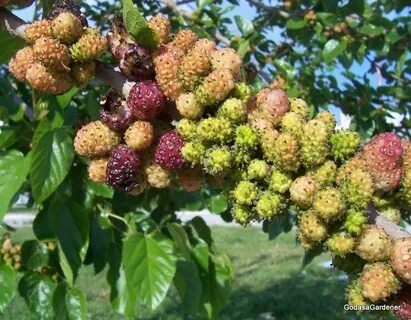Mulberry перевод