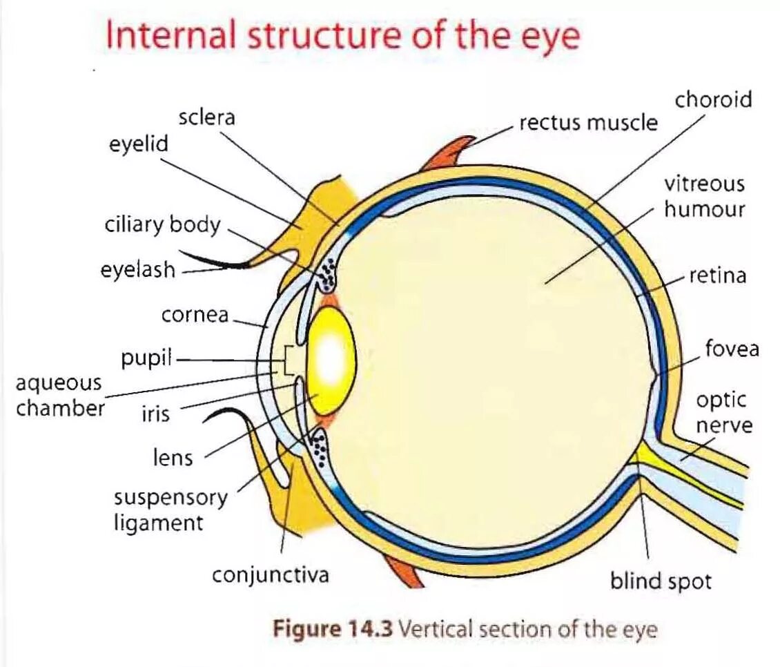 Internal structure. Строение глаза. Структура глаза. Строение глаза на английском. Строение глаза анатомия.