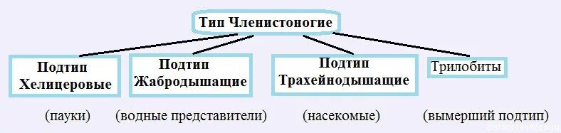 Классификация типа членистоногие. Классификация членистоногих схема. Тип Членистоногие подтипы и классы. Принципы деления на подтипы членистоногих.