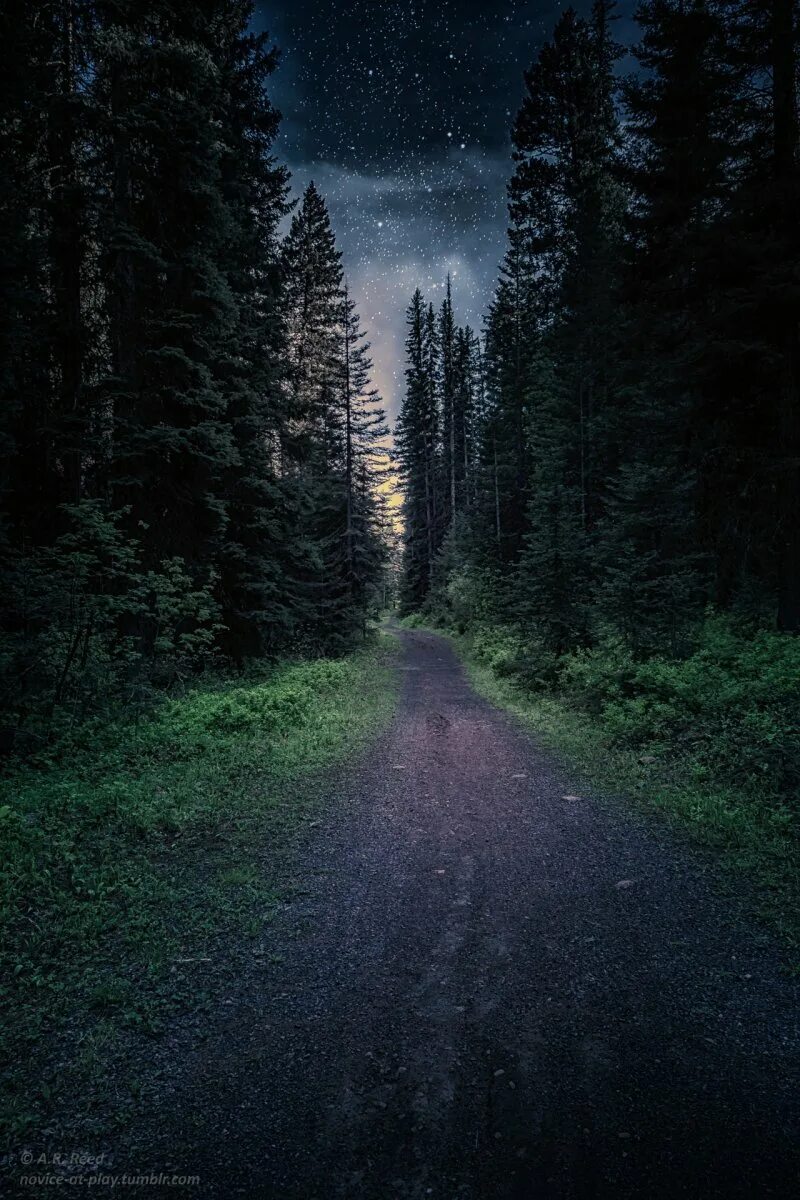 Красивые леса ночью. «Ночь в лесу». Ночной лес. Дорога в лесу ночью. Красивый ночной лес.