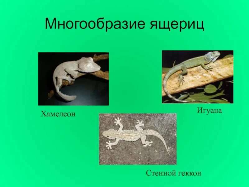 Разнообразие пресмыкающихся. Класс пресмыкающиеся многообразие. Многообразие ящериц. Пресмыкающиеся презентация 7 класс биология.