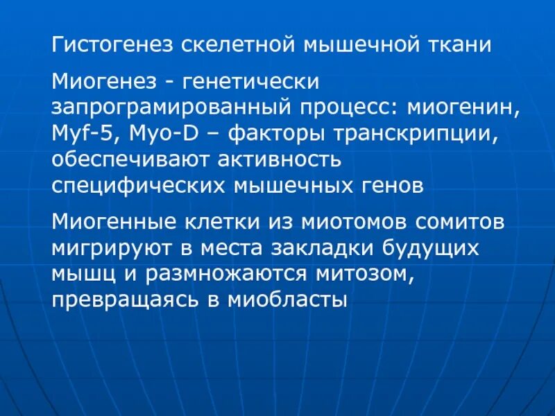 Гистогенез мышечной ткани. Гистогенез скелетной мышечной. миогенез скелетной мышечной ткани. этапы гистогенеза скелетной мышцы. миогенные клетки.