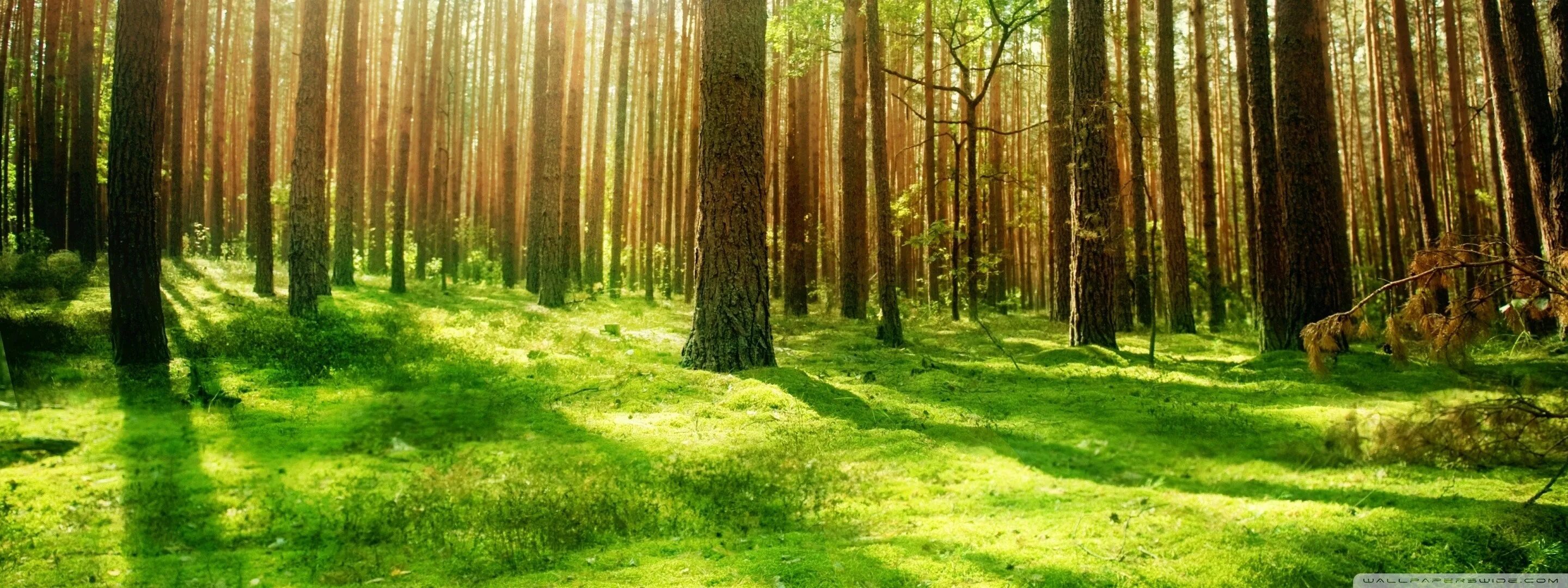 длинные леса. сосновый бор минусинск лес. длинные леса. релакс лес. длинные леса.