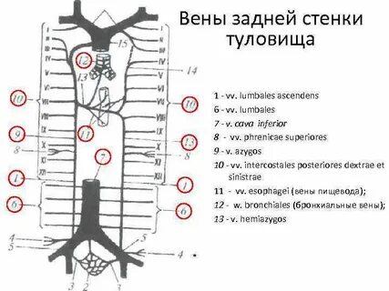 Стенки туловища