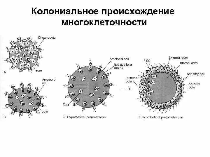 Появление многоклеточности привело. Гипотеза фагоцителлы Мечникова. Теория Мечникова фагоцителла. Теория многоклеточности. Гипотеза фагоцителлы Мечникова кратко.