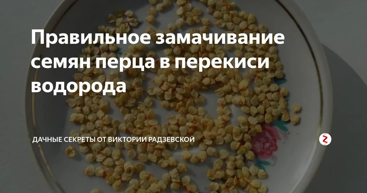 Перекись для рассады. Обработка семян перед посевом перекисью. Перекись и комнатные цветы. Обработка почвы для рассады перекисью водорода. Обработка семян перекисью водорода.