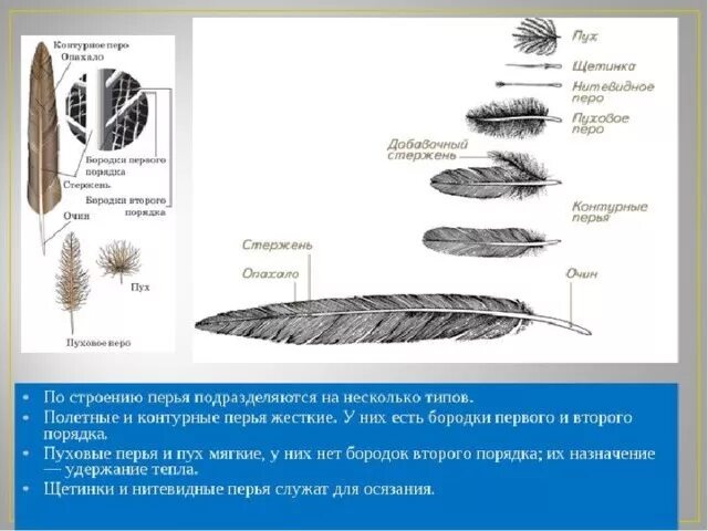 Рассмотрите набор перьев птицы. Перья птиц биология 7 класс. Внешнее строение пера птицы 7 класс. Строение пера птицы 7 класс биология. Строение контурного пера птицы.