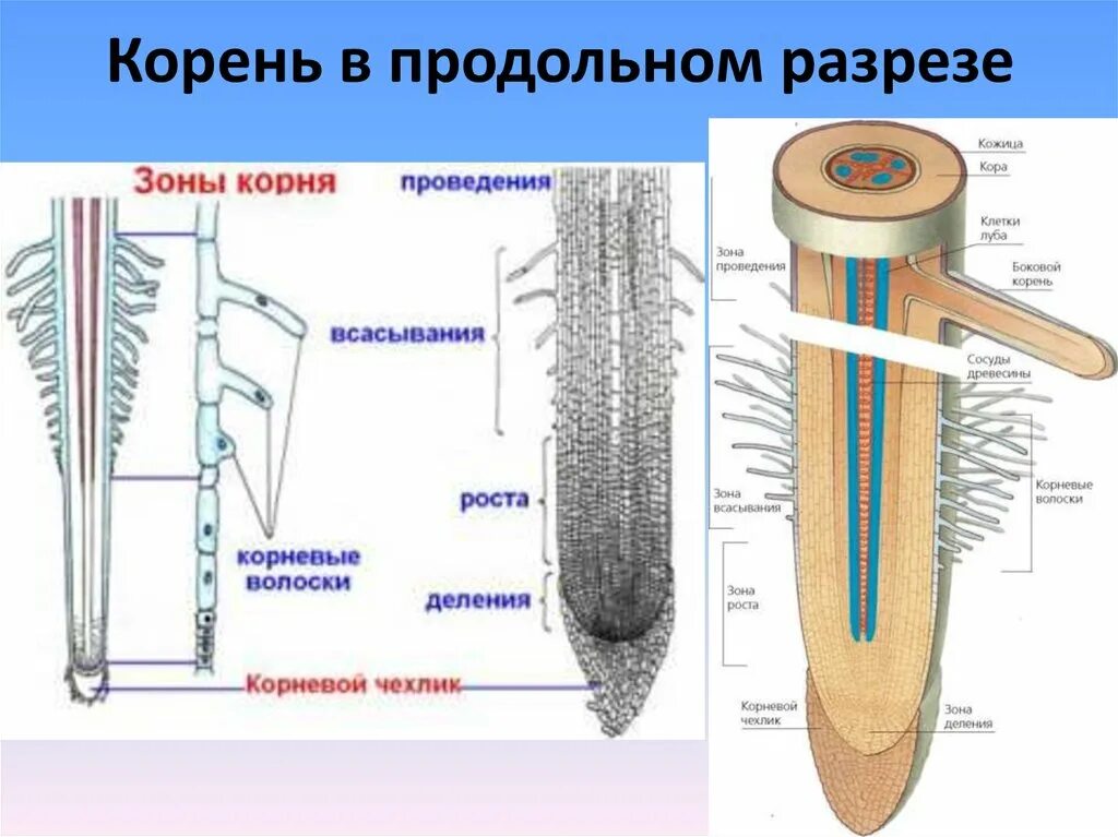 Внутренняя часть корня. Продольный срез корня биология 6. Строение зон корня биология 6 класс. Продольное сечение корня зона деления. Внутреннее строение корня 6 класс биология.