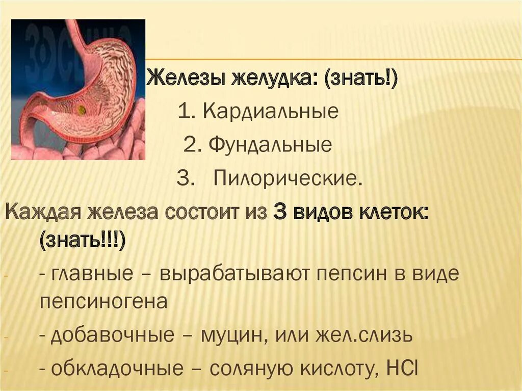 Главные клетки желудка вырабатывают. Железы желудка. Что секретируют железы желудка. Железы желудка анатомия. Желудочные железы функции.