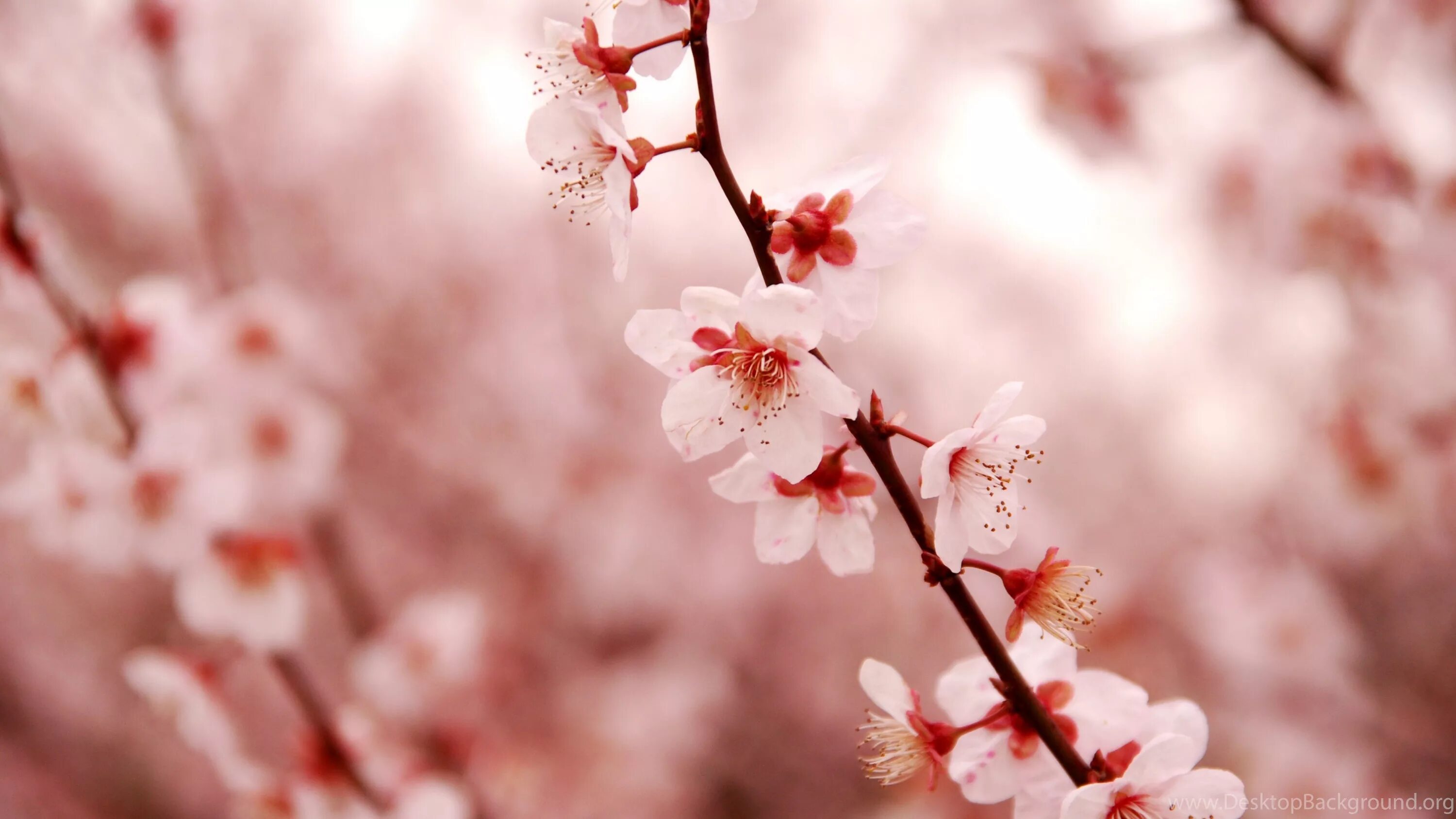 Cherry blossom отзывы. Черри блоссом. Сакура черри блоссом. Вишня черри блоссом. Сакура черри блоссом дерево.