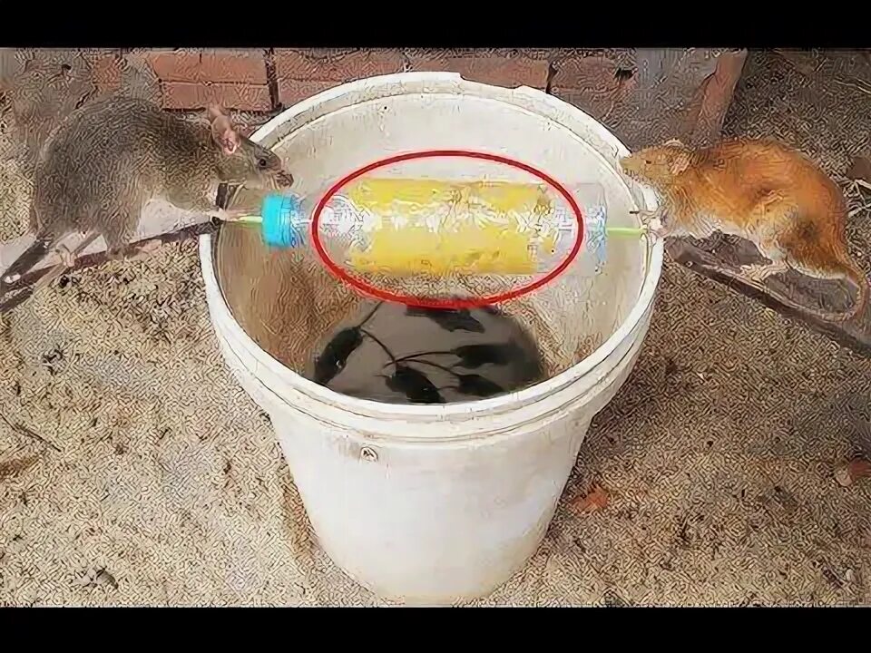 Моча мышей. Крыса перегрызла кабель. Моча мышей. Пятно йода с ковра. Моча мышей.