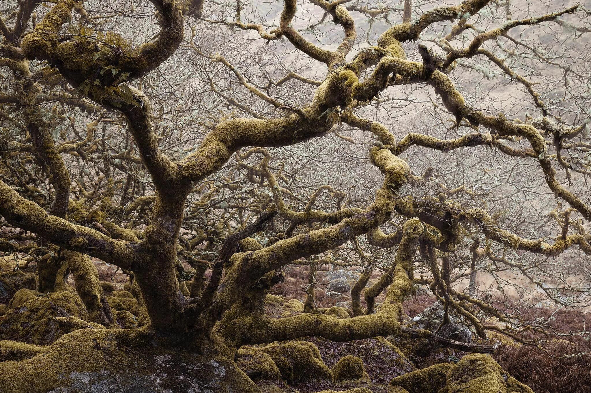 Загадочное дерево. Дартмур Англия лес. Вистманс-Вуд, Дартмур. Вистманский лес Англия. Wistman's Wood Dartmoor.