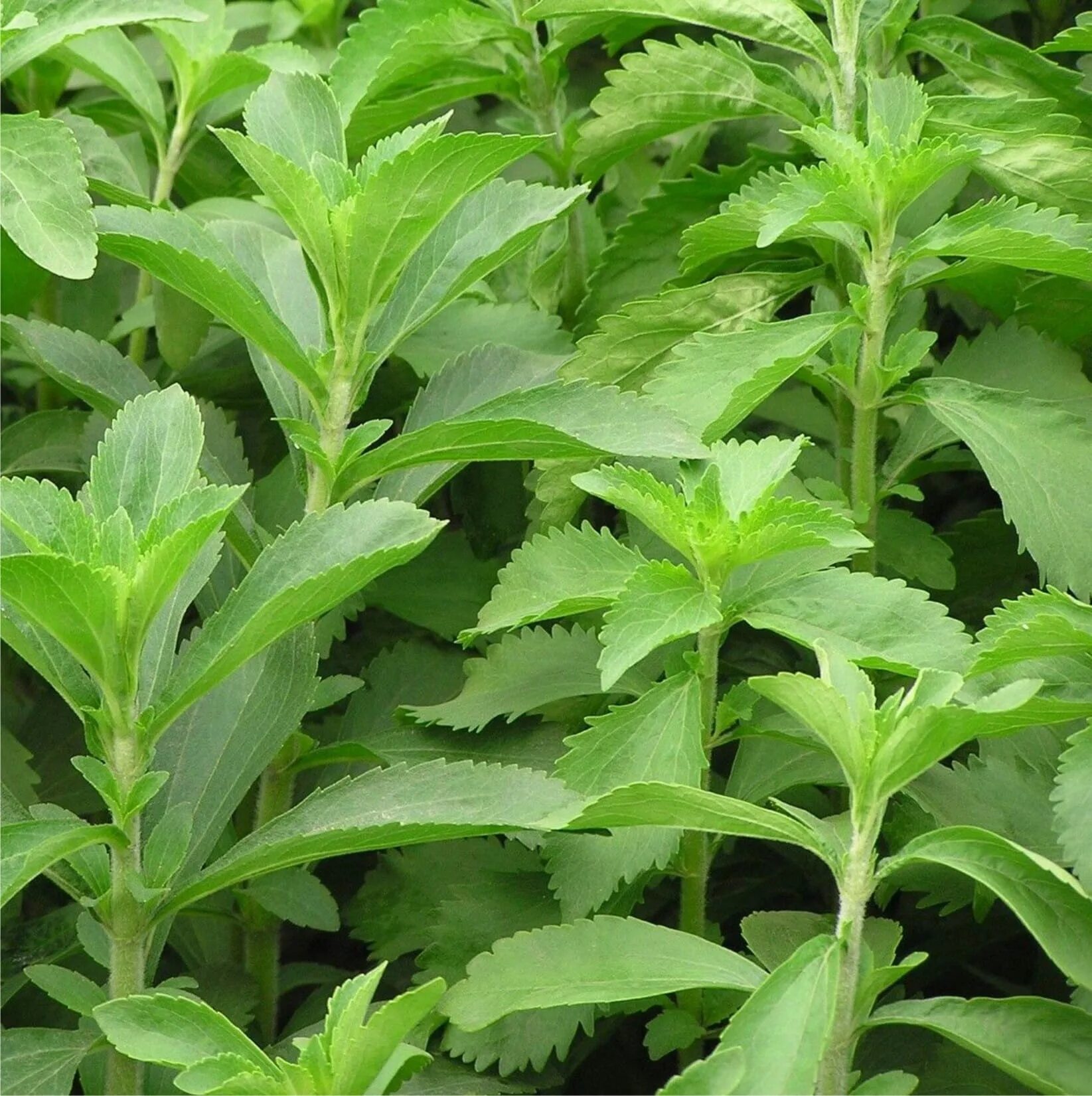 Stevia rebaudiana. Stevia rebaudiana растение. Стевия медовая. Стевия семена от Фитотека.
