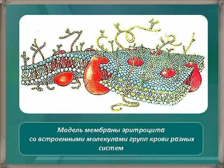 Плазмолемма эритроцита. Плазматическая мембрана эритроцита. Структура мембраны эритроцита. Строение мембраны эритроцита. Особенности мембраны эритроцитов.
