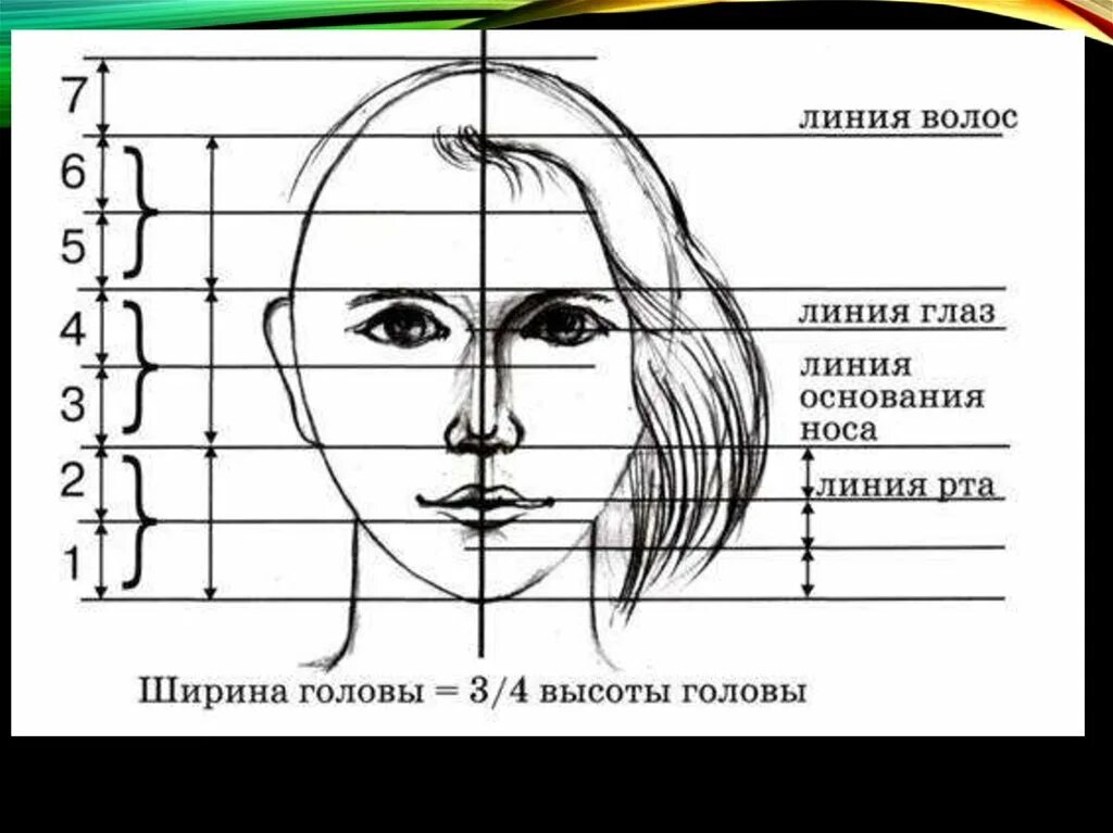 Пропорции портрета человека. Конструкция головы человека и ее основные пропорции рисунок. Пропорции лица в рисовании портрета схема. Портрет основные пропорции.