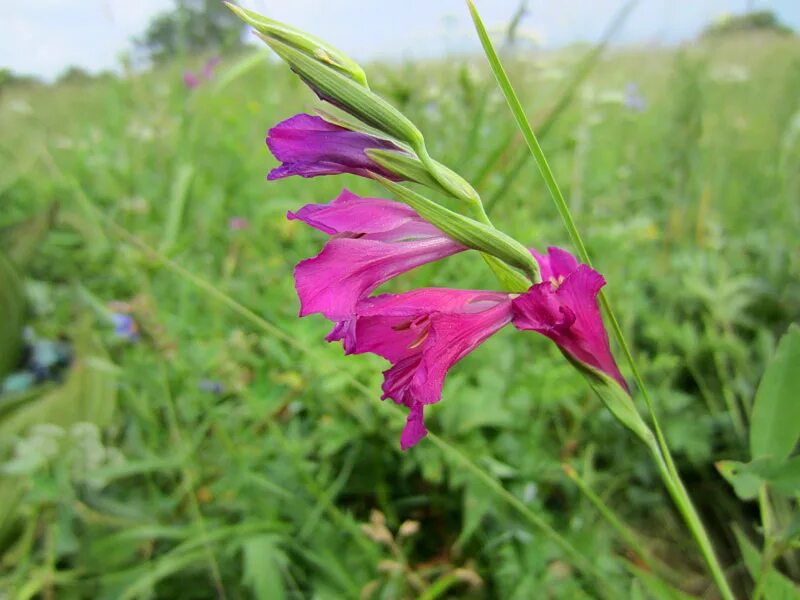 название соцветия гладиолуса. схема соцветия гладиолуса. гладиолус сноудон. гладиолус васто. гладиолус какое соцветие.