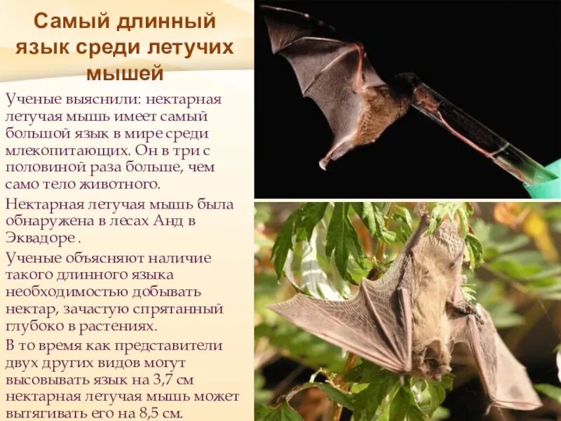 Летучая язык. Летучая язык. Отряд рукокрылые вампиры. Anoura fistulata. Калифорнийская листоносая летучая мышь.