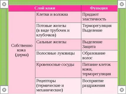 Строение и функции дерма кожи