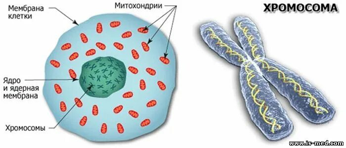 Строение ядра клетки хромосомы. Хромосомы в ядре клетки человека. В ядре клетки расположены хромосомы. Местоположение хромосом