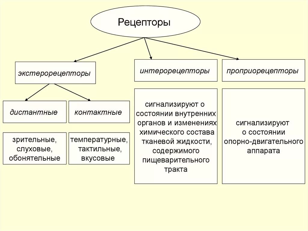 Классификация рецепторов экстерорецепторы. Классификация рецепторов схема. Классификация рецепторов по расположению. Проприорецепторы относятся к видам рецепторов.