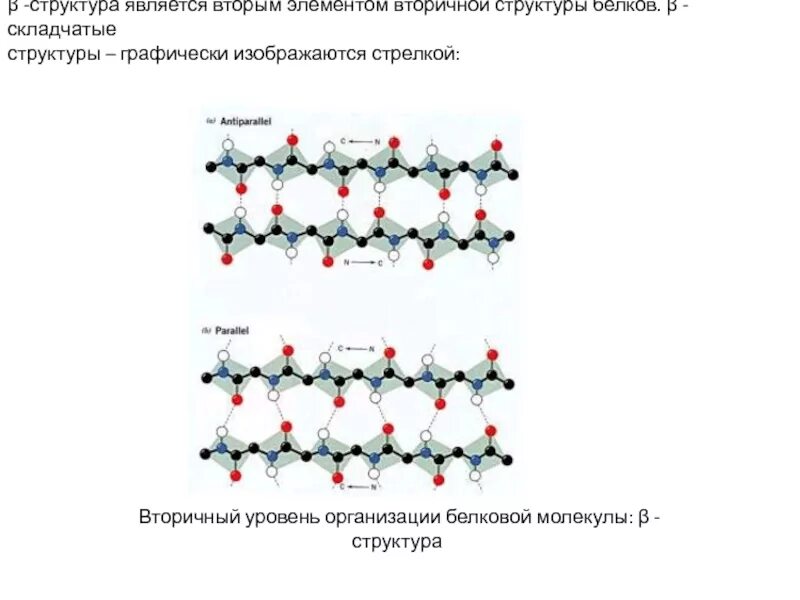 Состав белка элементы. Вторичная структура молекулы белка складчатые структуры. первичная структура белка стабилизируется связями. уровни структурной организации белков. наследственные изменения первичной структуры белка.