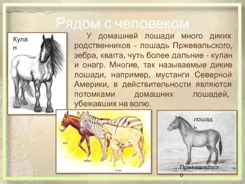 Произведения о лошадях 7 класс. Лошадь Пржевальского происхождение. История появления лошади. Родственники лошадей. Появление лошадей.