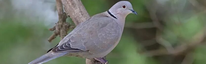 Species Literacy in the Netherlands - Leiden University
