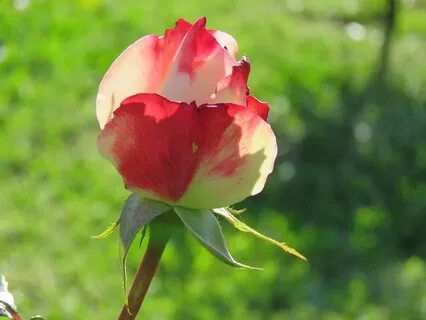 Nature rose