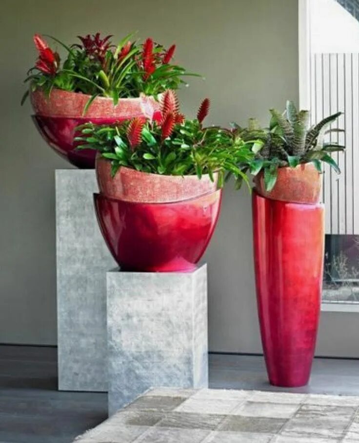 Примула горшечная. Примула парадизо микс. Цветок в горшке. Горшечка. Гербера микс d-12.