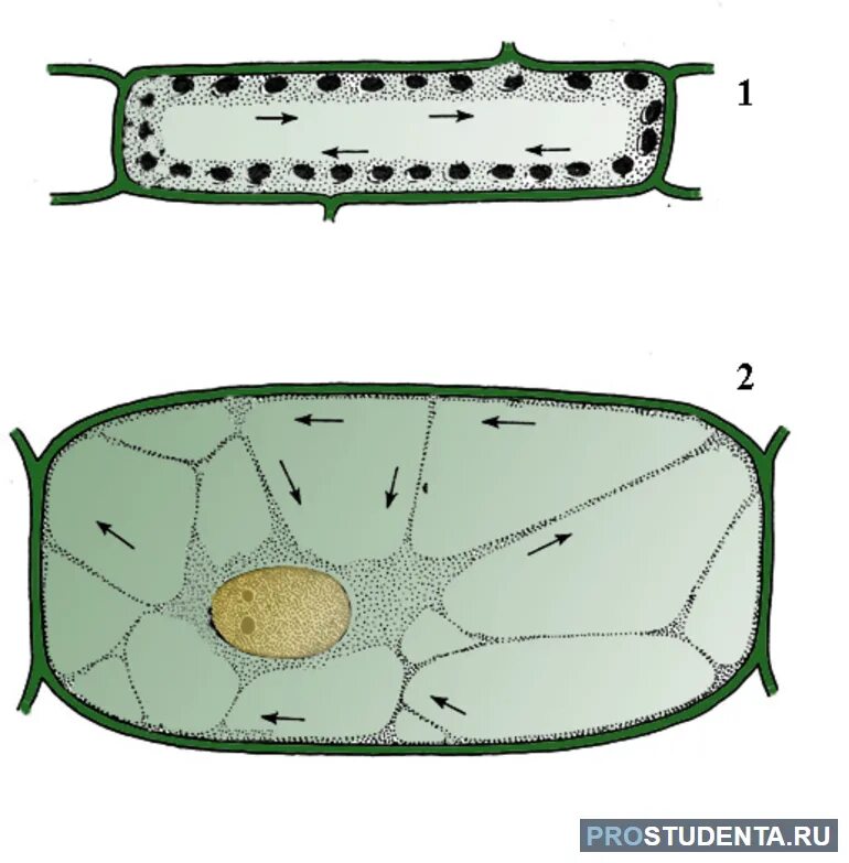 Растительная клетка лабораторная. Движение цитоплазмы в клетках листа элодеи. Движение цитоплазмы в клетках элодеи.