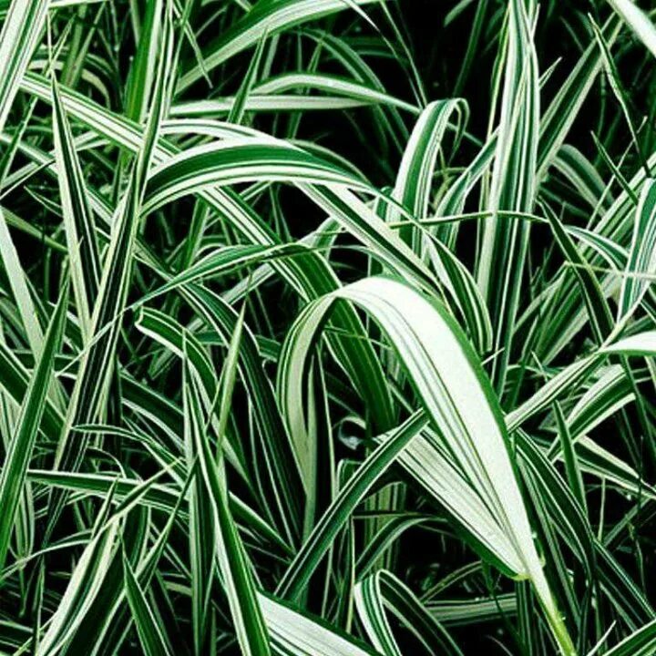 Пырей ползучий, мятлик луговой. Мятлик луговой (poa praténsis). Райграс бульбоносный variegatum. Злак фалярис тростниковый. Райграс луковичный "variegatum".